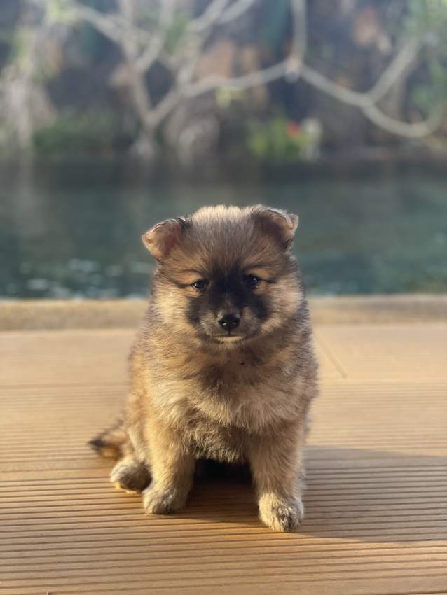 German Spitz  - 5 - Dogs  on Aster Vender