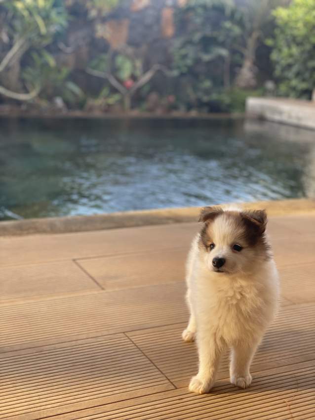 German Spitz  - 0 - Dogs  on Aster Vender