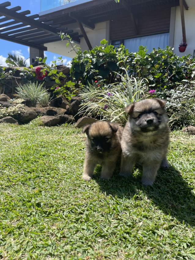 German Spitz  - 4 - Dogs  on Aster Vender