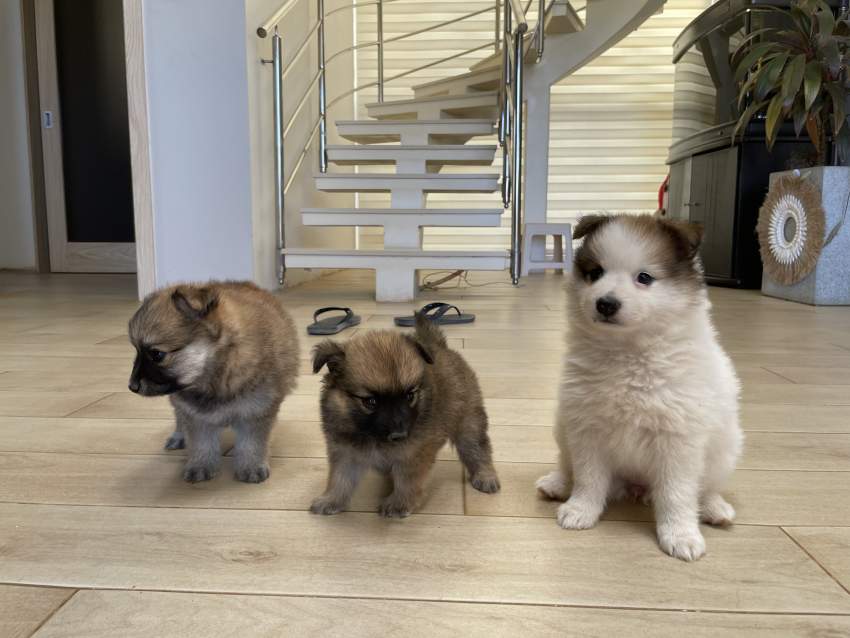 German Spitz  - 2 - Dogs  on Aster Vender