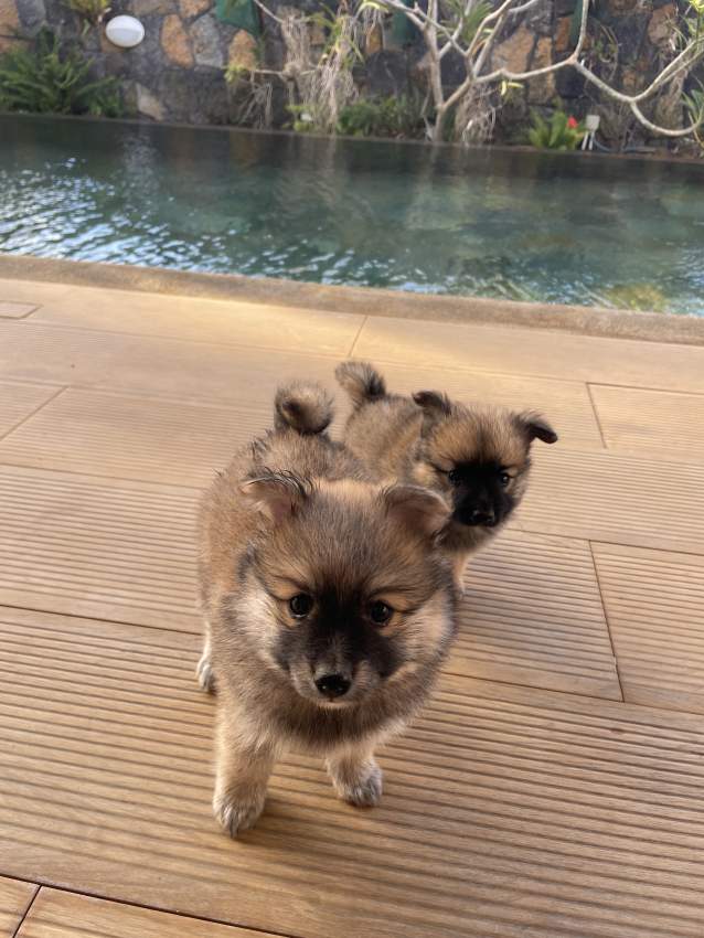 German Spitz  - 1 - Dogs  on Aster Vender