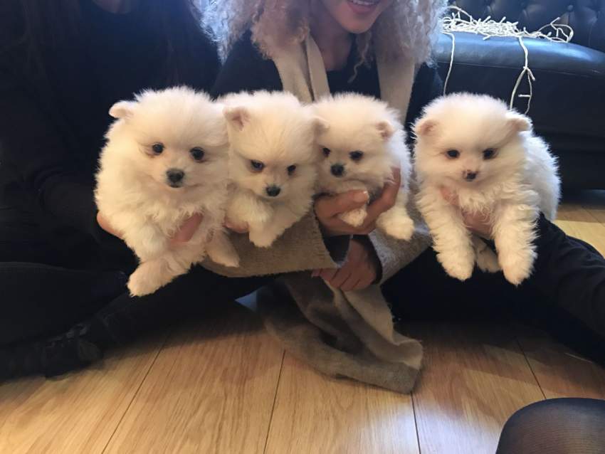 Pomeranian puppies for sale - 1 - Dogs  on Aster Vender