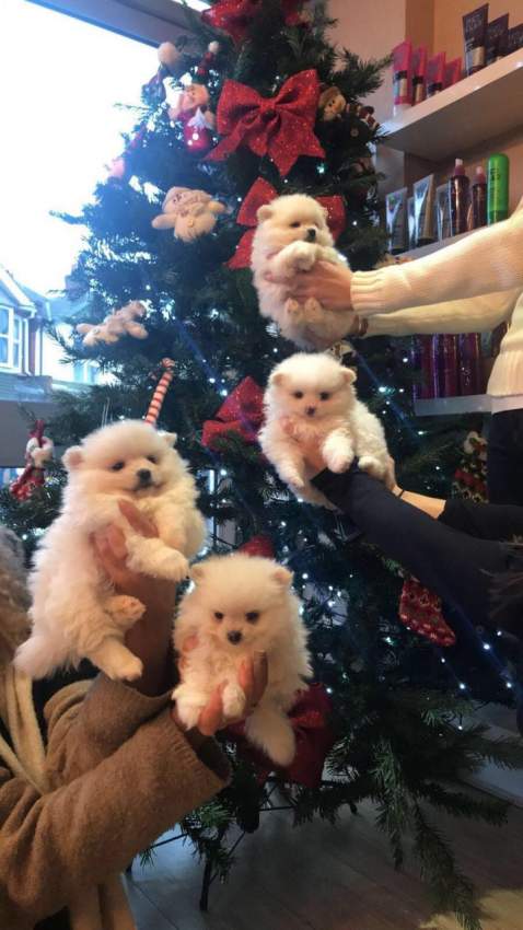 Pomeranian puppies for sale on Aster Vender