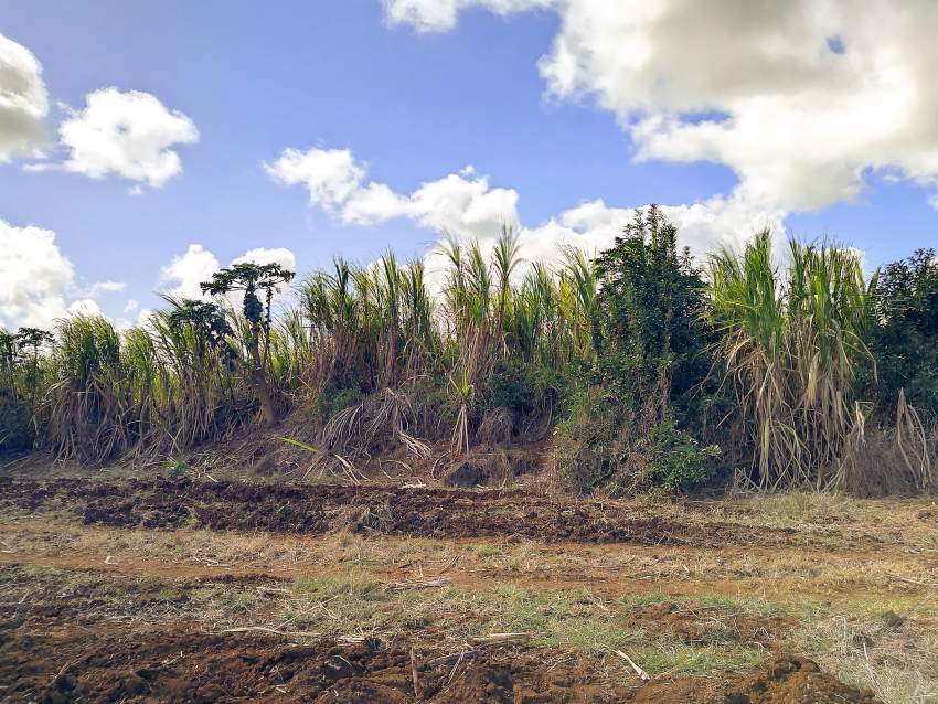 (Ref. MA7-733) Grand terrain agricole proche de l'autoroute - 0 - Land  on Aster Vender