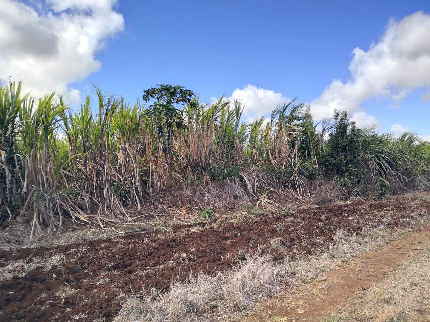 (Ref. MA7-733) Grand terrain agricole proche de l'autoroute - 2 - Land  on Aster Vender