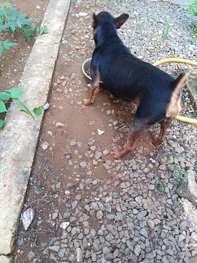 Dog for Sale on Aster Vender