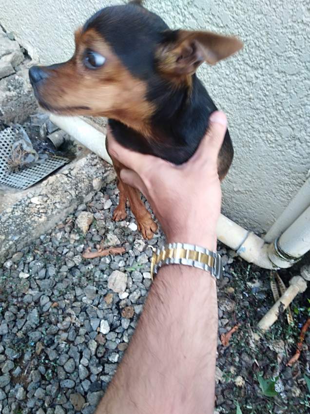 Dog for Sale - 1 - Dogs  on Aster Vender