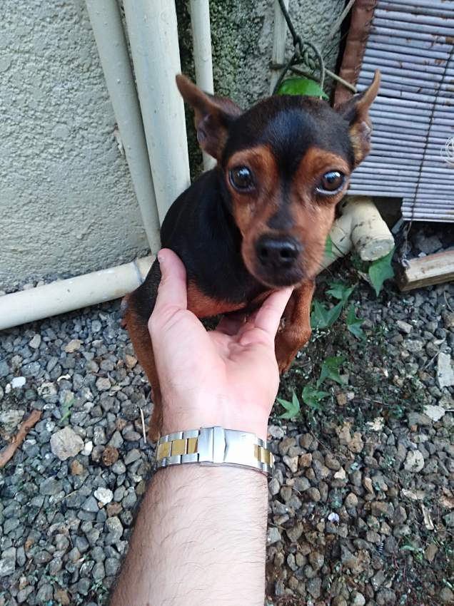 Dog for Sale - 2 - Dogs  on Aster Vender