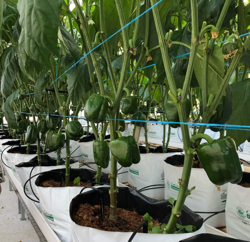 Bell peppers  - 0 - Vegetables  on Aster Vender