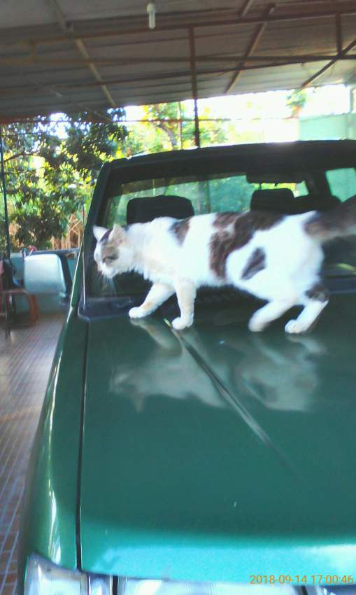 2x4,nissan pickup 1999 - 0 - Cargo Van (Delivery Van)  on Aster Vender