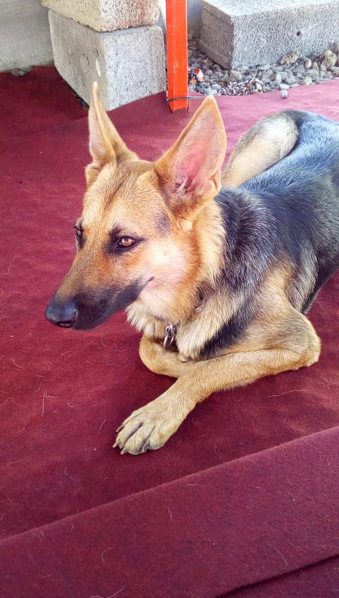 German shepherd for sale on Aster Vender