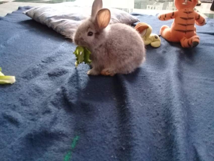 Looking for a pet friendly, loving family for a rabbit - 0 - Other Pets  on Aster Vender