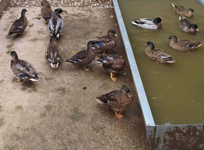 Flying Mallard Duck - 0 - Birds  on Aster Vender