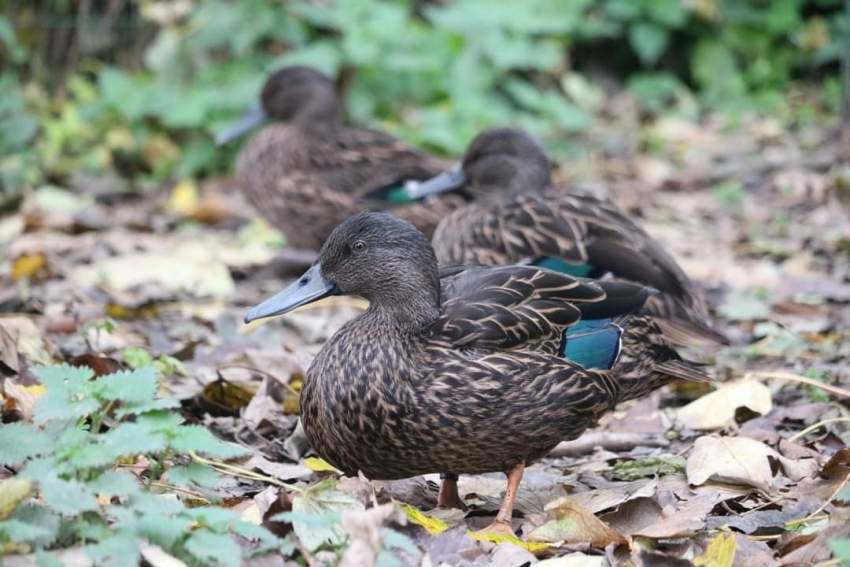 Meller's Duck - 0 - Birds  on Aster Vender