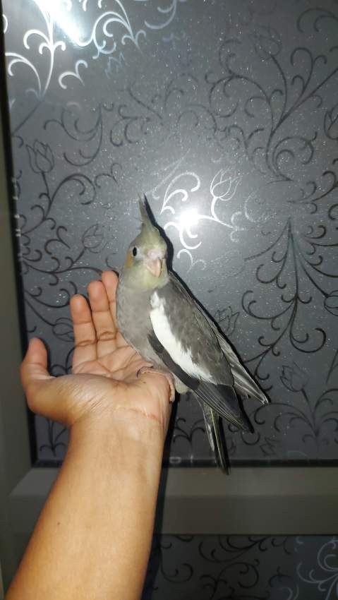 Ideal for taming - 0 - Birds  on Aster Vender