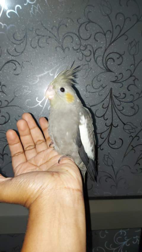 Ideal for taming - 1 - Birds  on Aster Vender