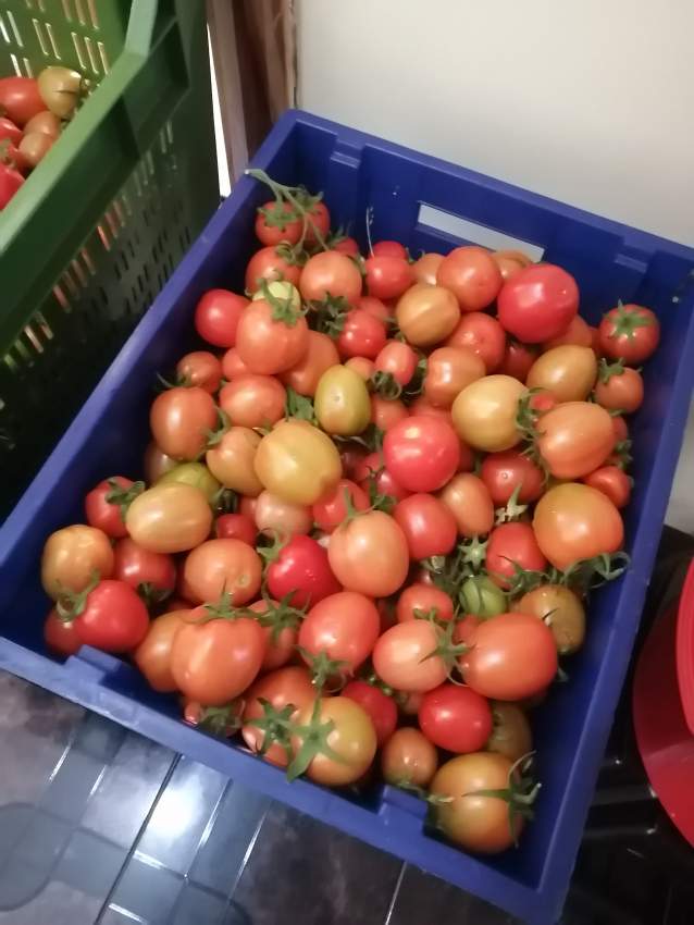 Pomme d'amour hydroponic  - 0 - Vegetables  on Aster Vender