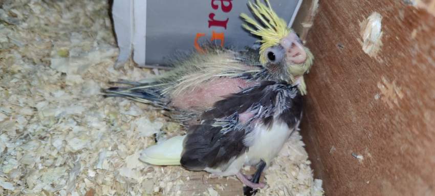 2 bb lutino  - 1 - Birds  on Aster Vender