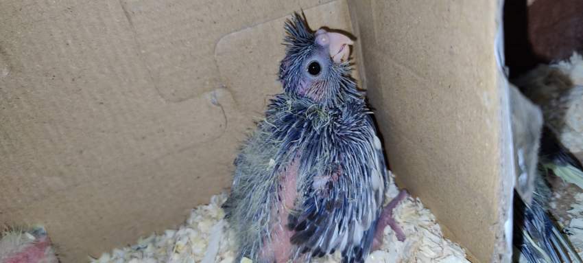 2 bb lutino on Aster Vender