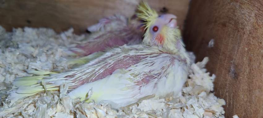 2 bb lutino  - 2 - Birds  on Aster Vender