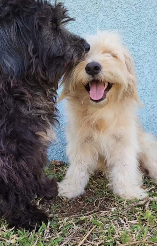 1yr old pure griffon  - 0 - Dogs  on Aster Vender