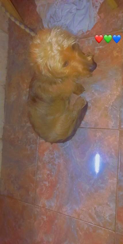 Teckel/Dachshunds  - 5 - Dogs  on Aster Vender