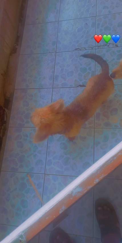 Teckel/Dachshunds  - 1 - Dogs  on Aster Vender