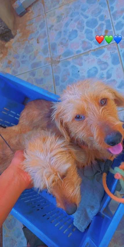 Teckel/Dachshunds  - 2 - Dogs  on Aster Vender