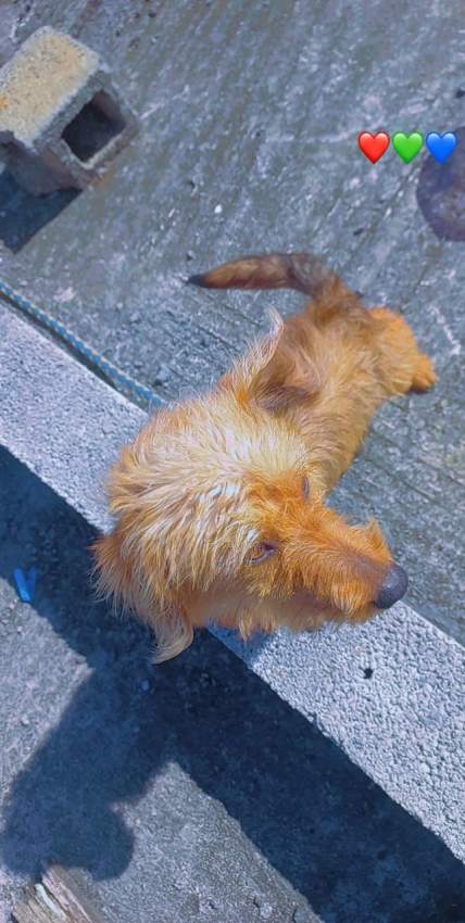 Teckel/Dachshunds  - 3 - Dogs  on Aster Vender