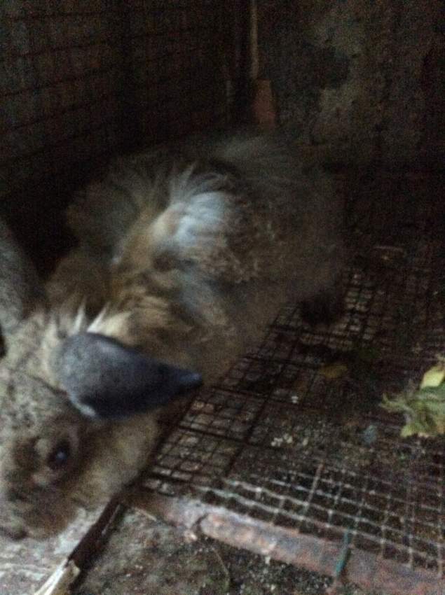 Lapin  - 0 - Other Pets  on Aster Vender