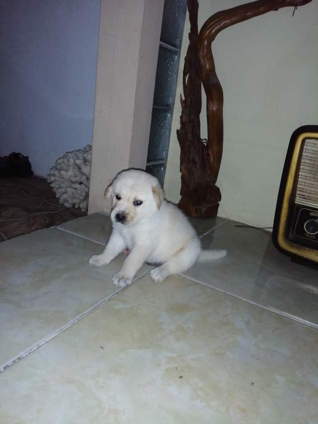 CHIOT - LABRADOR DE COULEUR BLANC - 1 - Dogs  on Aster Vender