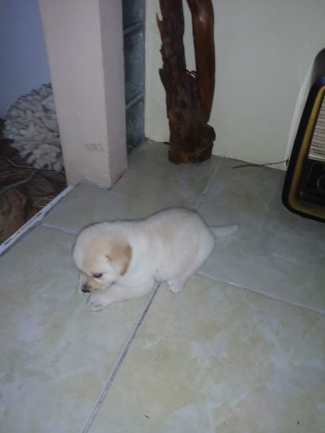 CHIOT - LABRADOR DE COULEUR BLANC on Aster Vender