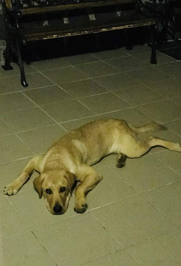 Male Labrador Puppy - 2 - Dogs  on Aster Vender