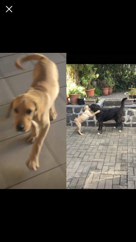 Male Labrador Puppy - 1 - Dogs  on Aster Vender