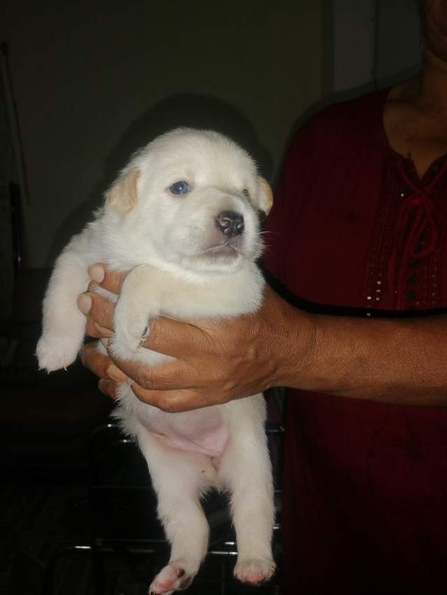 White sand female lab  - 0 - Dogs  on Aster Vender