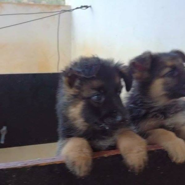 German shepherd puppies - 2 - Dogs  on Aster Vender
