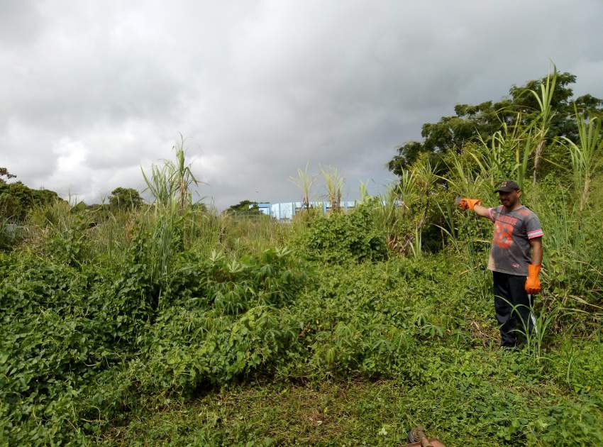 Clean back yard  and lawn mowing  - 0 - Cleaning services  on Aster Vender