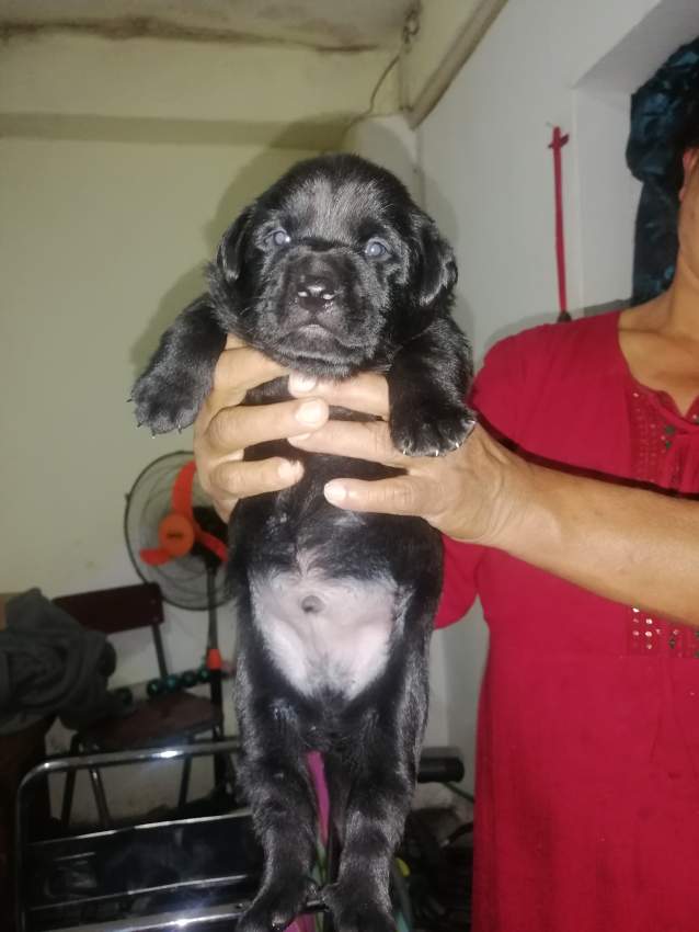 Dogs - 0 - Dogs  on Aster Vender