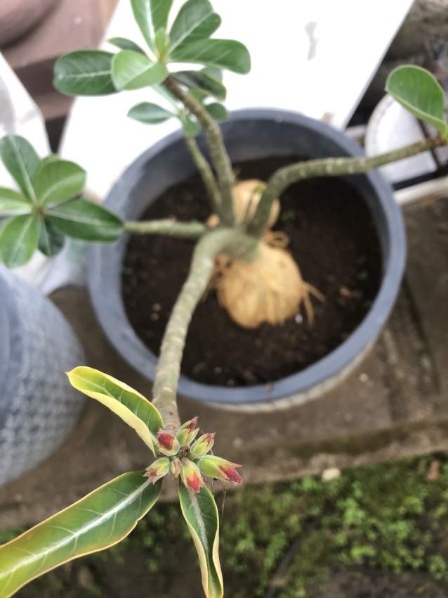 Rose desert  - 0 - Plants and Trees  on Aster Vender