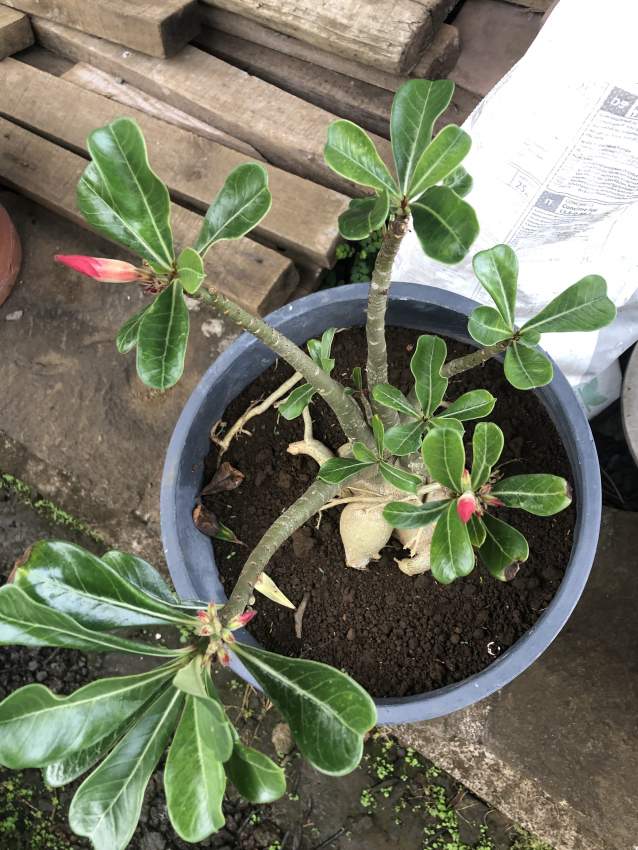 Rose desert  - 1 - Plants and Trees  on Aster Vender