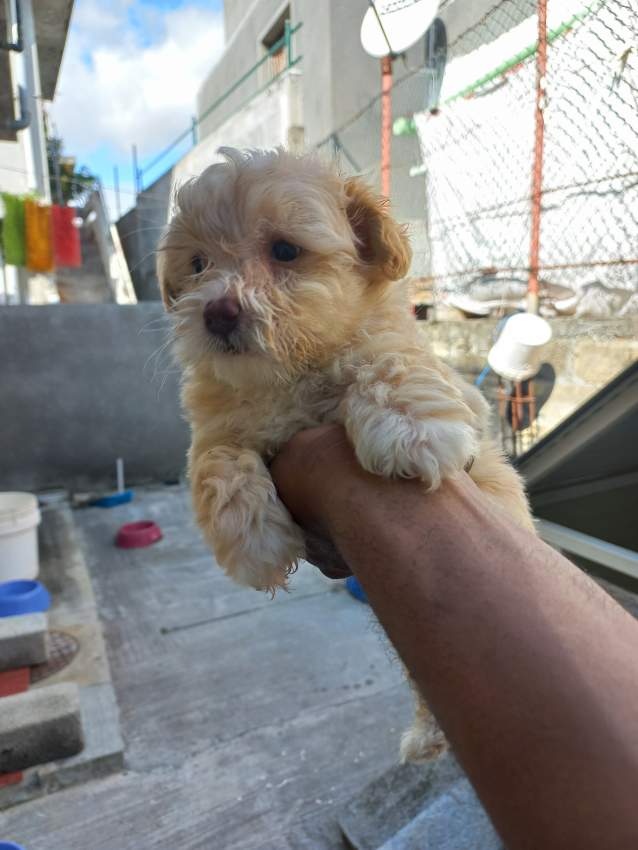 Griffon Nain Pursang - 3 - Dogs  on Aster Vender