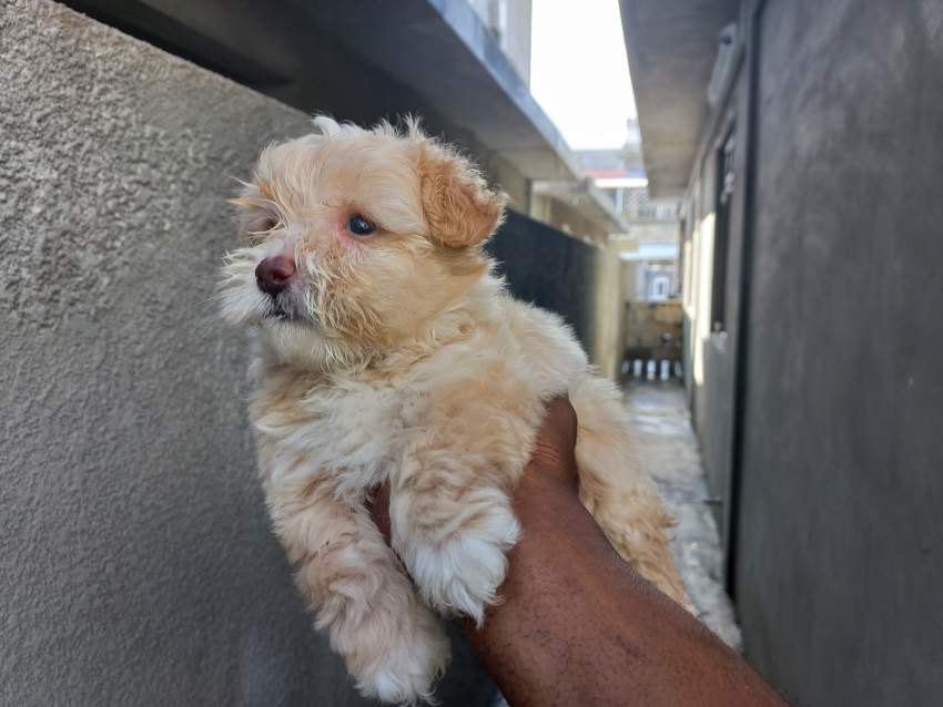Griffon Nain Pursang - 4 - Dogs  on Aster Vender