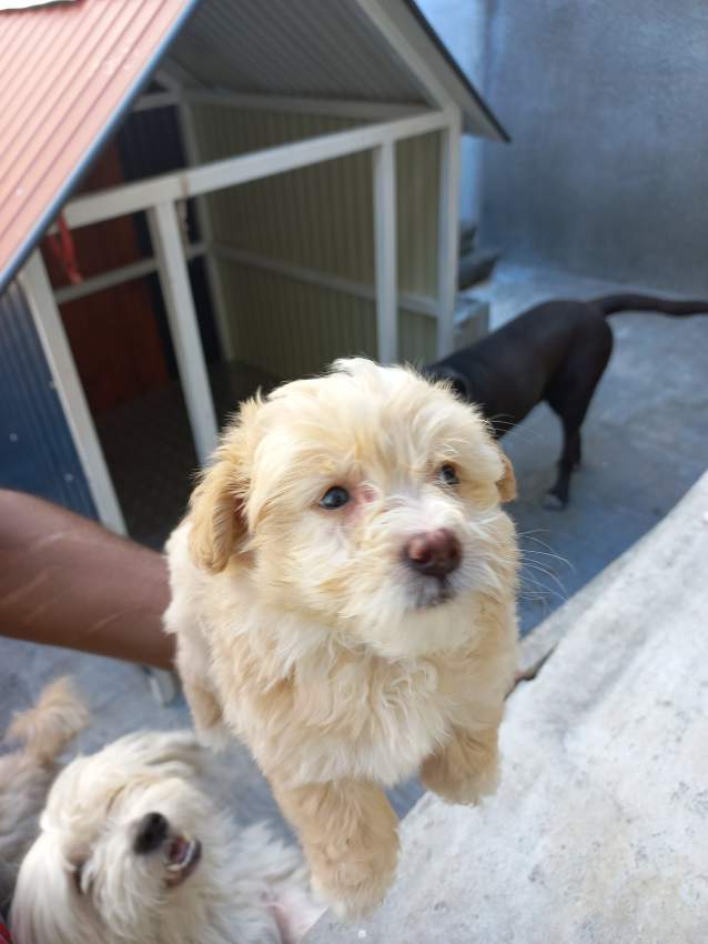 Griffon Nain Pursang - 2 - Dogs  on Aster Vender