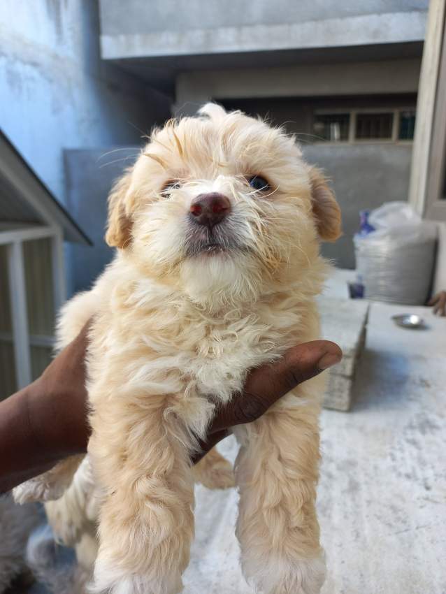 Griffon Nain Pursang - 1 - Dogs  on Aster Vender