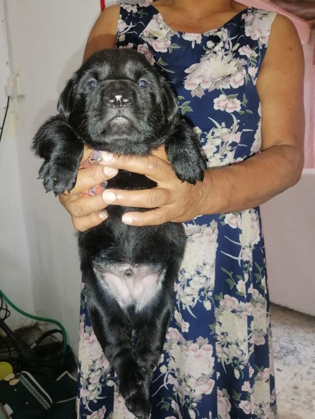 Dogs - 0 - Dogs  on Aster Vender