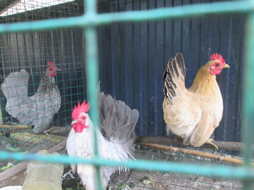 Poules Naines - 3 - Poultry  on Aster Vender