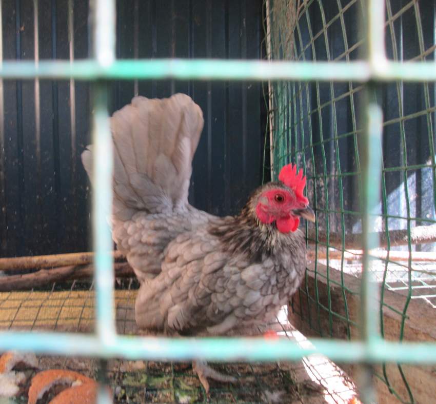 Poules Naines - 1 - Poultry  on Aster Vender