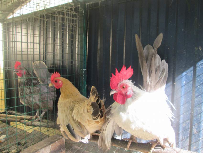 Poules Naines - 2 - Poultry  on Aster Vender