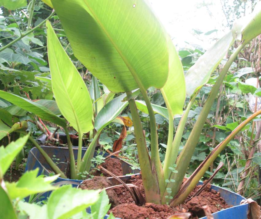Ravinale Tree décoratif landscaping  - 4 - Plants and Trees  on Aster Vender