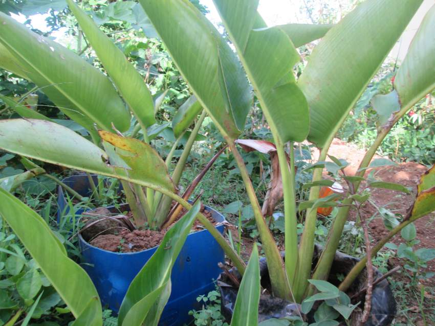 Ravinale Tree décoratif landscaping  - 0 - Plants and Trees  on Aster Vender